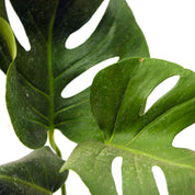 Monstera Deliciosa