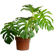 Monstera Deliciosa