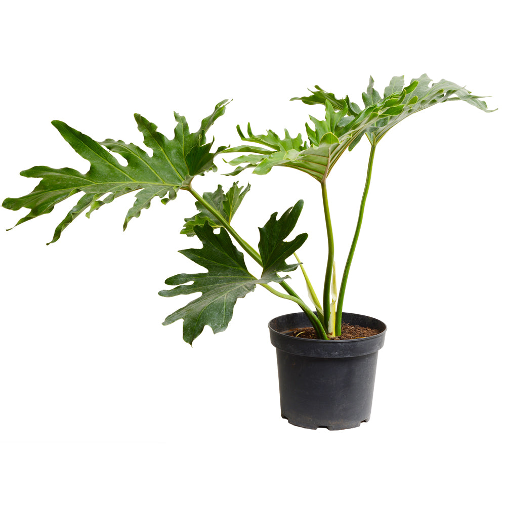 Filodendro Paraguayo