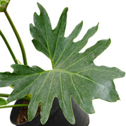 Filodendro Paraguayo