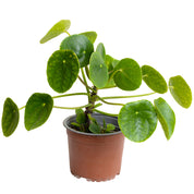 Pilea Peperomioides