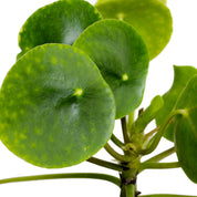 Pilea Peperomioides