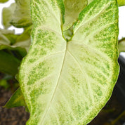 Syngonio Plateado