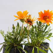 Gazania