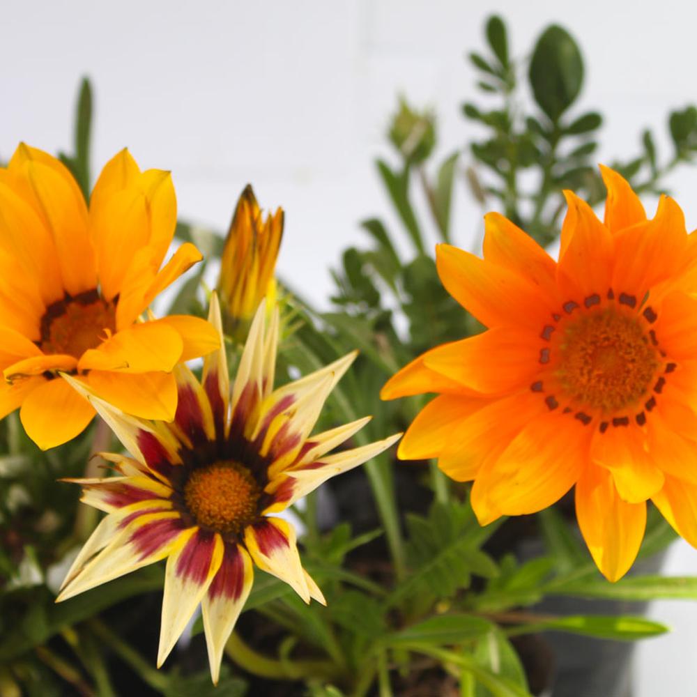 Gazania