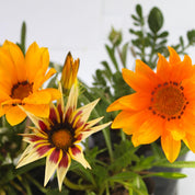 Gazania