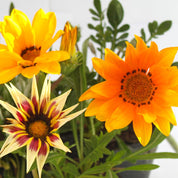 Gazania