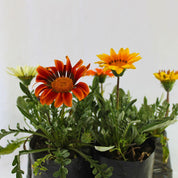 Gazania
