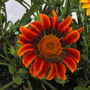 Gazania