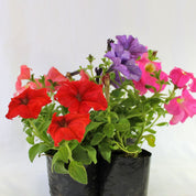 Petunia