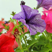 Petunia