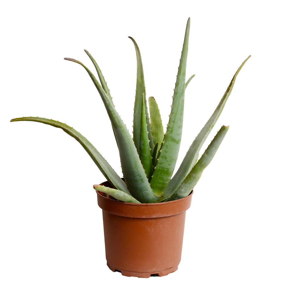 SUCALVERAM21_0.jpg