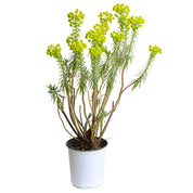 Euphorbia Characias