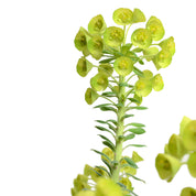 Euphorbia Characias