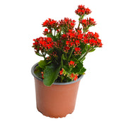 Kalanchoe