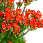 Kalanchoe