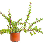 Portulacaria Afra