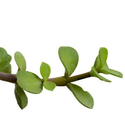 Portulacaria Afra