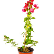 Bougainvillea