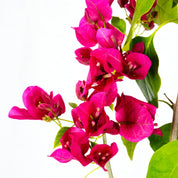 Bougainvillea