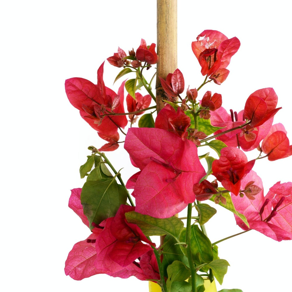 Bougainvillea
